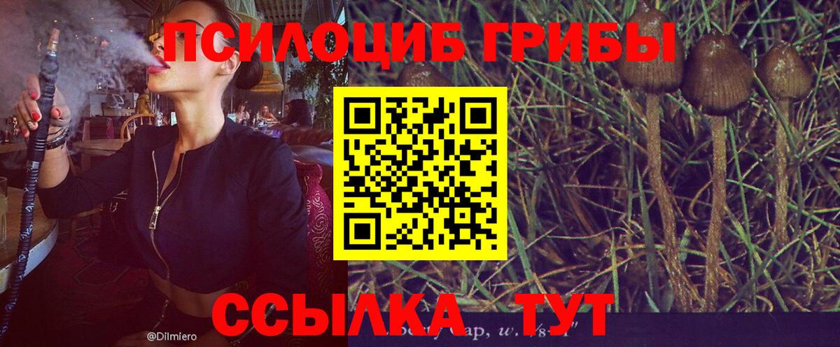 Псилоцибиновые грибы мухоморы  Муром  Псилоцибиновые грибы GOLDEN TEACHER 